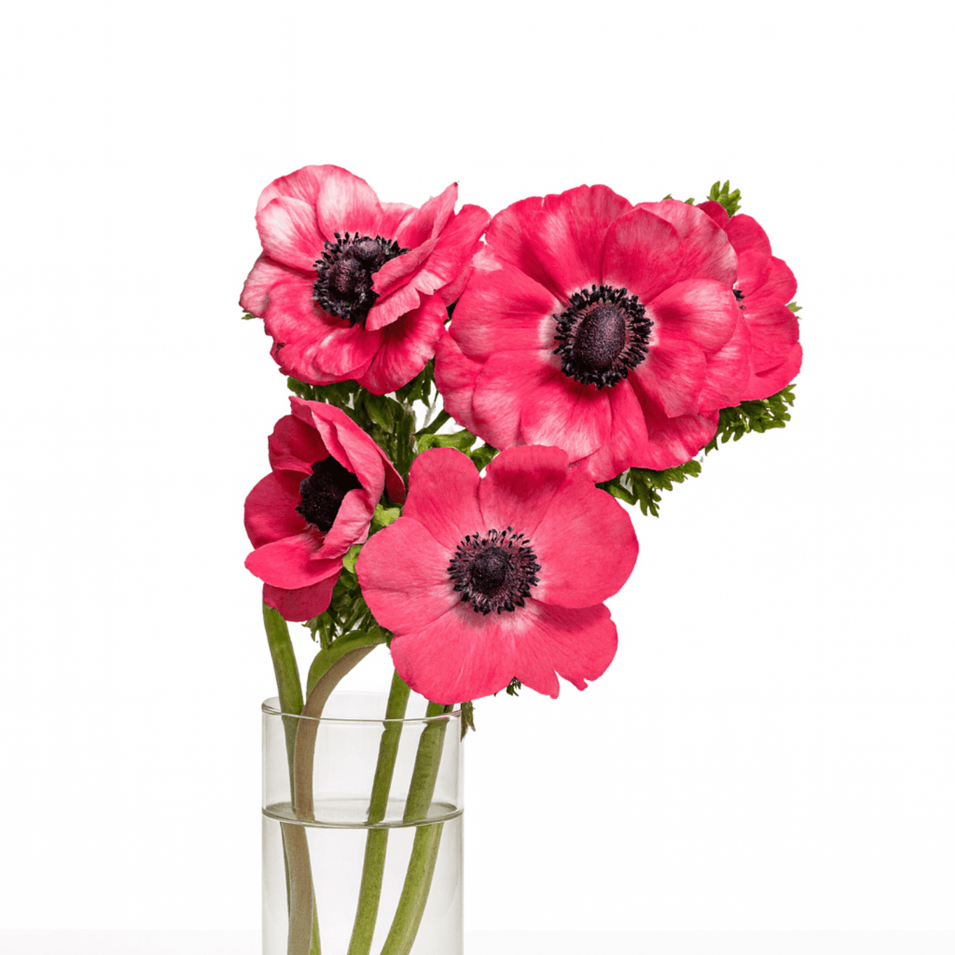 Anemone White Mariane 30-35CM