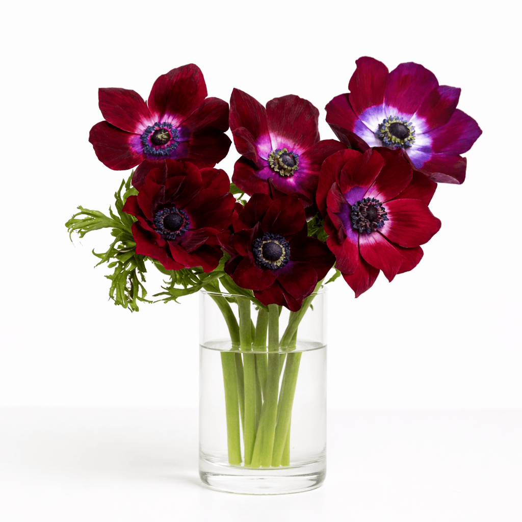 Anemone Burgundy Mariane 30-35CM