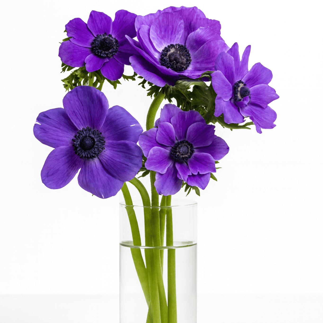 Mistral Blue 30-35 cm