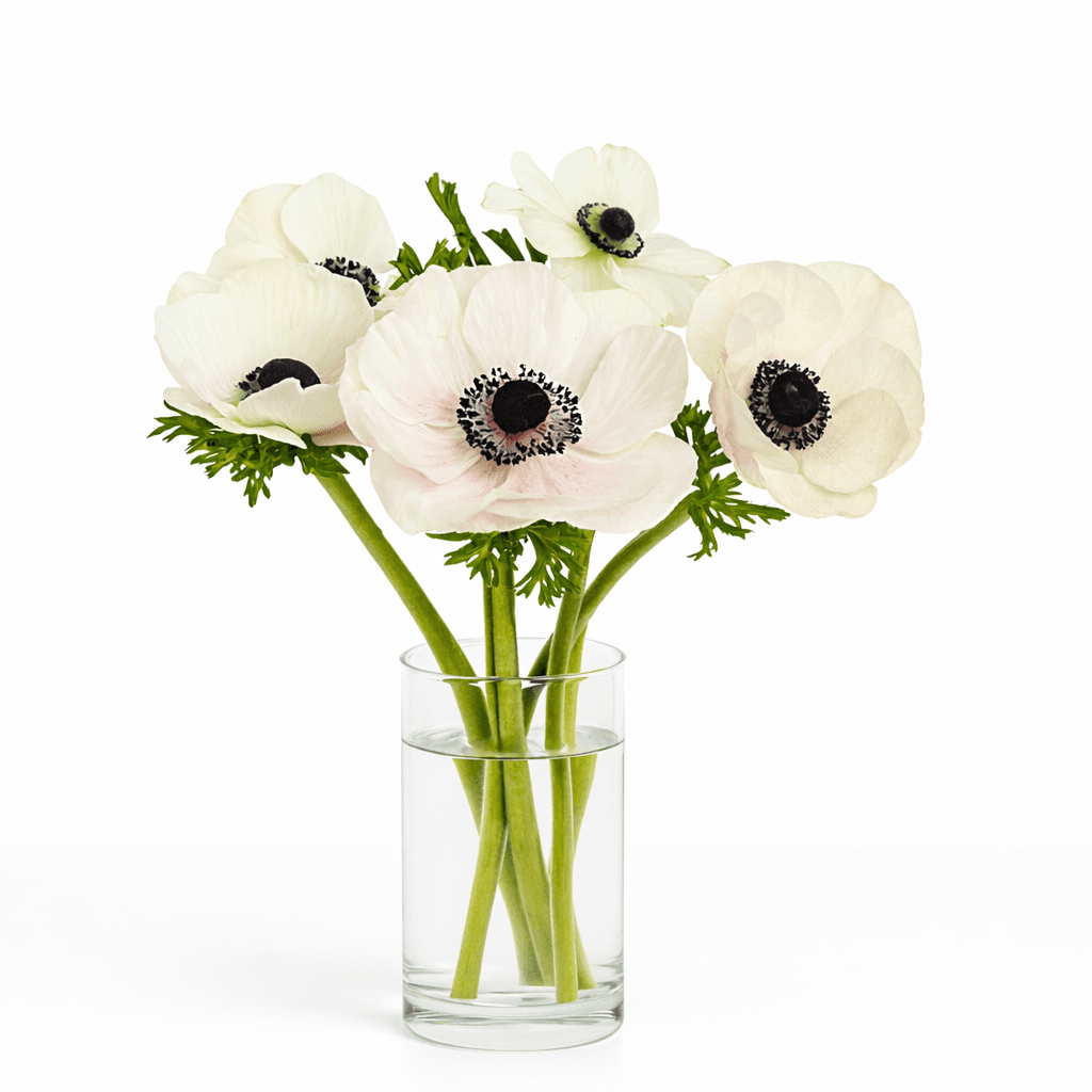 Mistral White 30-35 cm