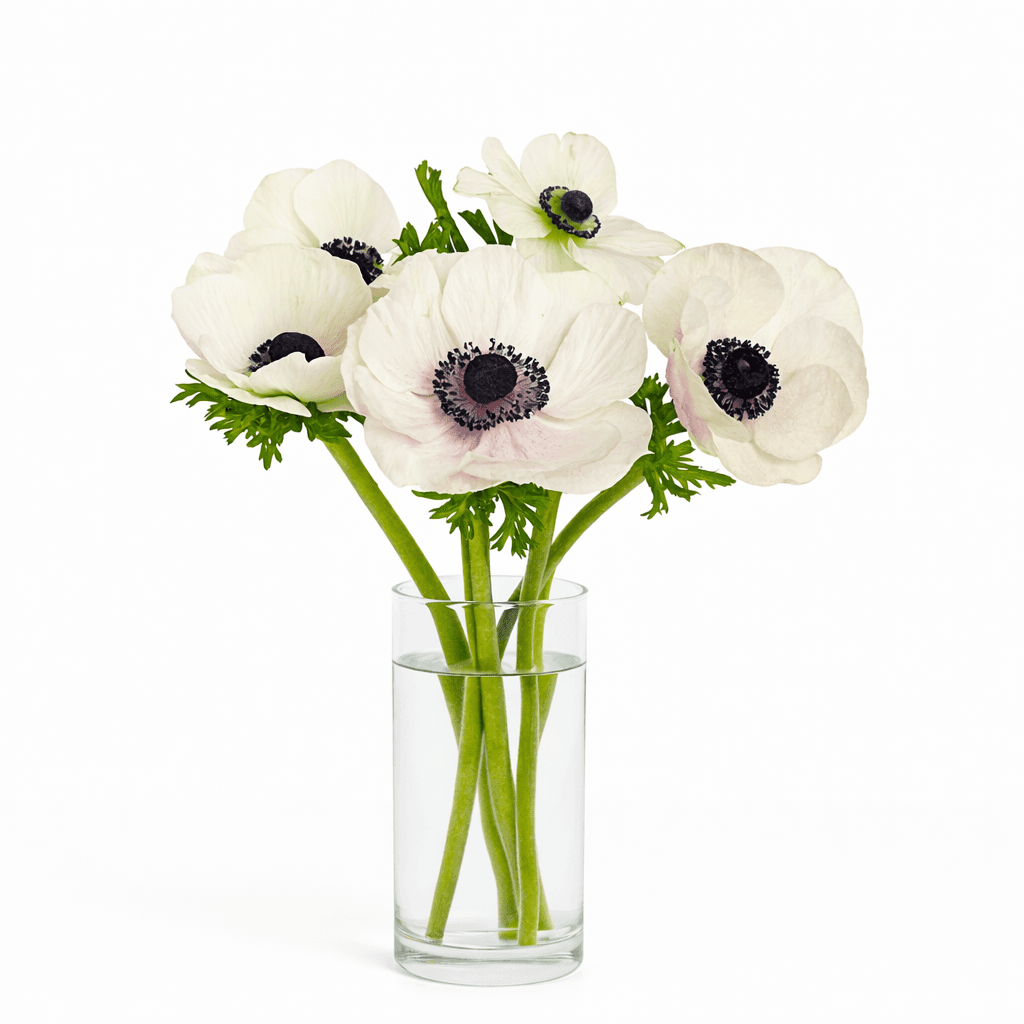 Mistral White