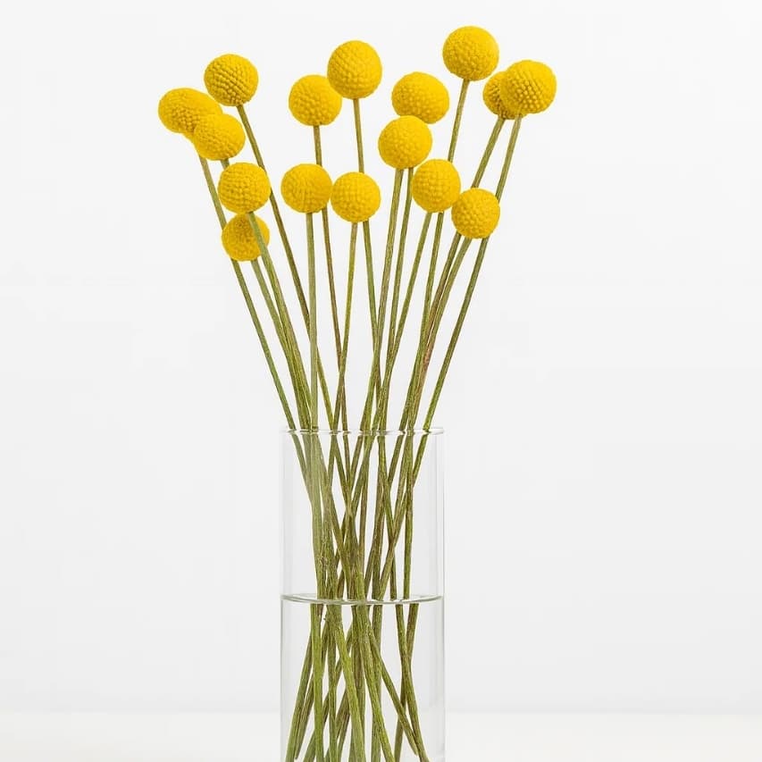 Jumbo Yellow 70cm