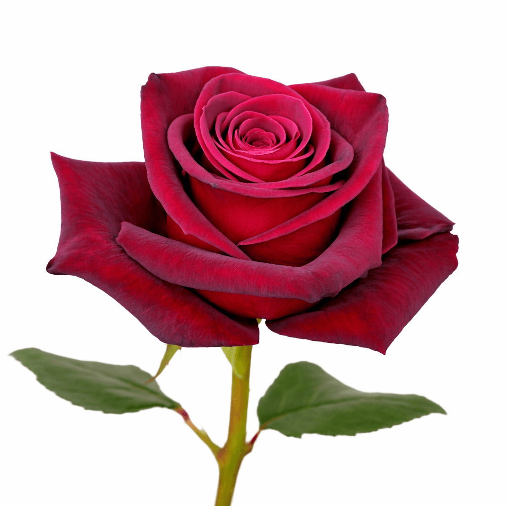 Black Baccara Dark Red 50 cm