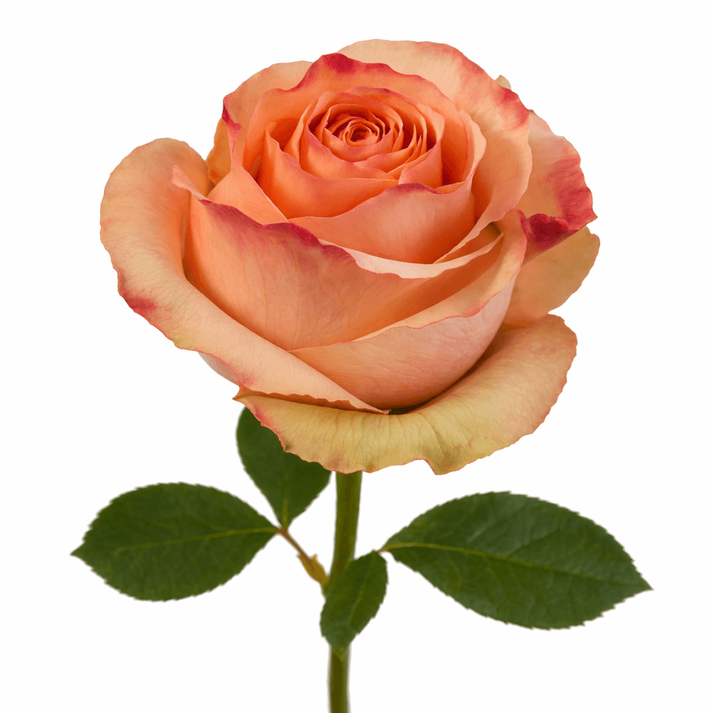 Carpe Diem Peach 80 cm
