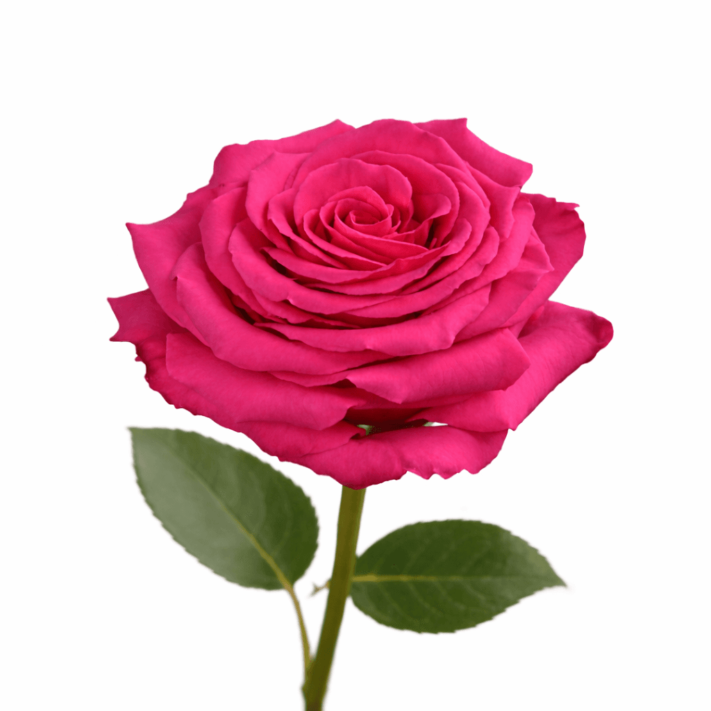 Full Monty Hot Pink 80 cm