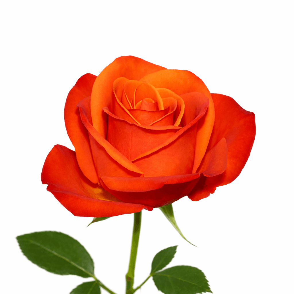 Orange Crush
