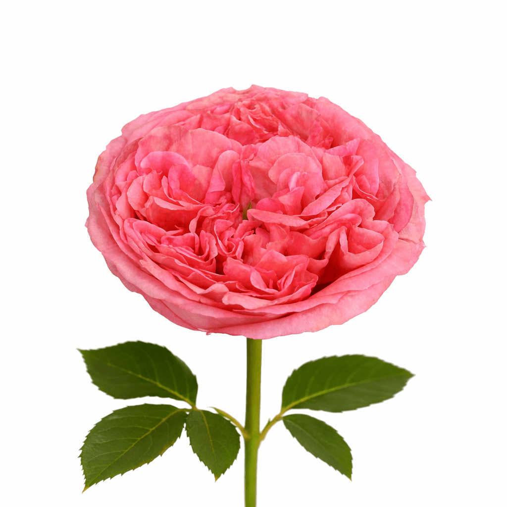 Pink X-Pression