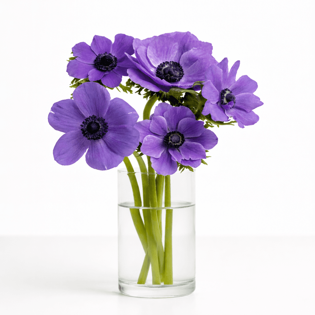 Anemone Blue Mariane 30-35CM
