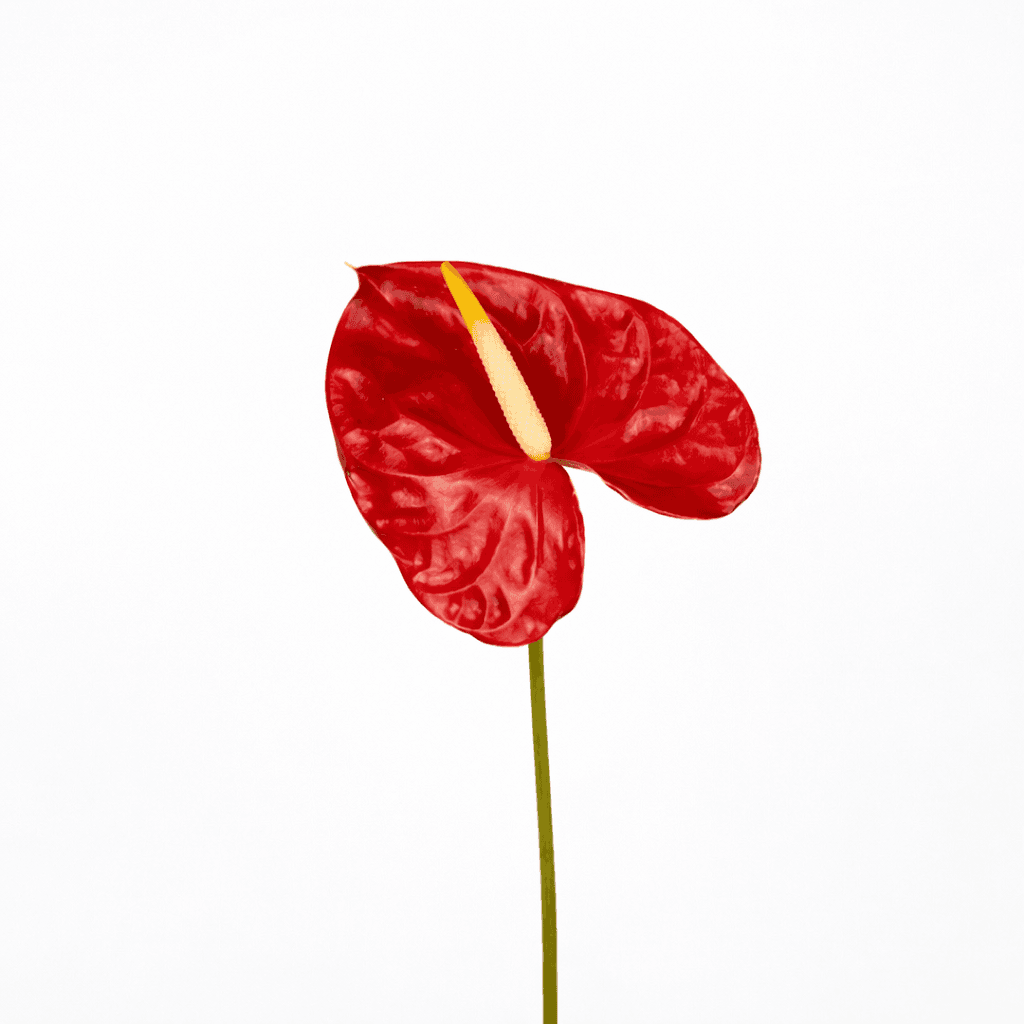 Anthurium XLarge (12-14cm) Red