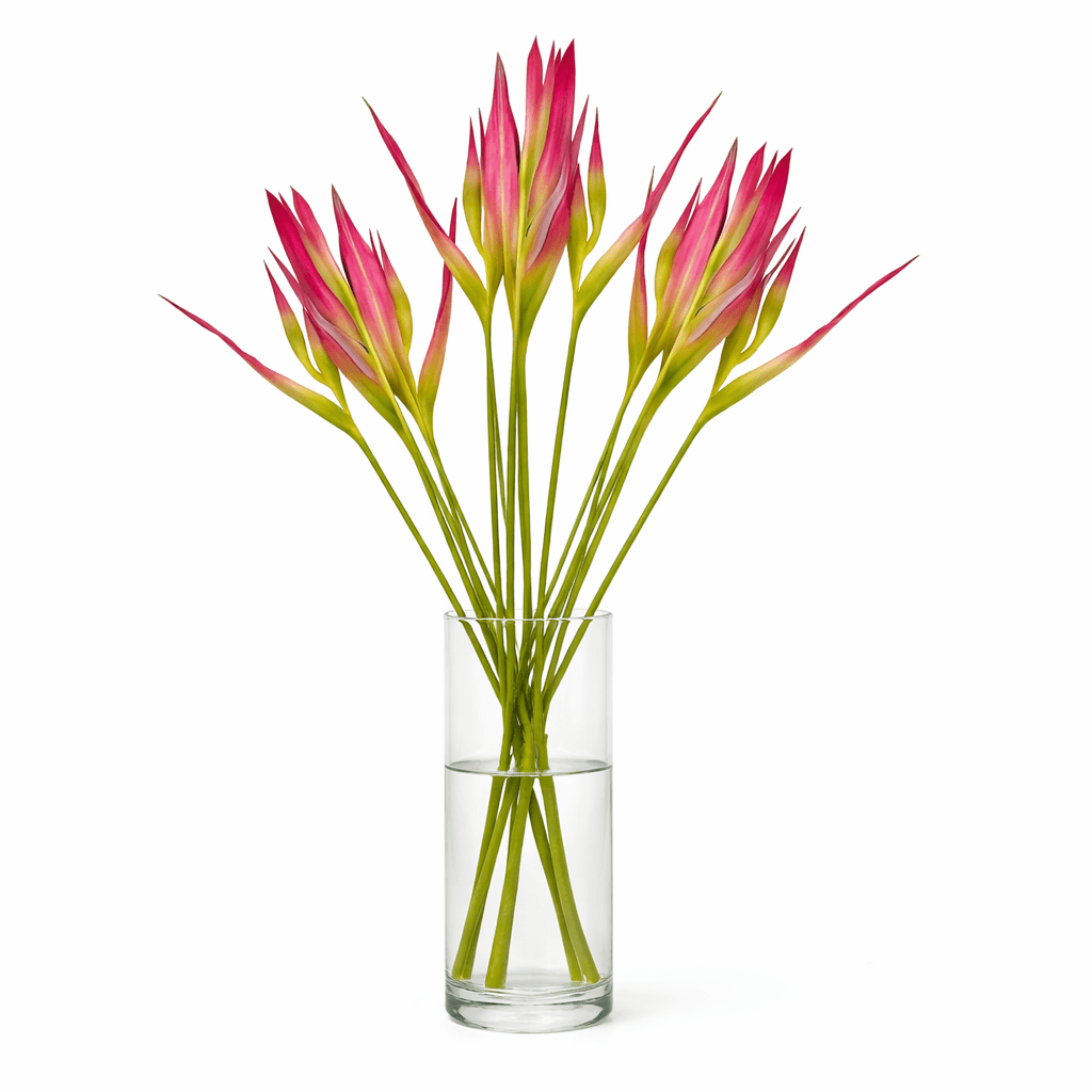 Heliconia Sassy Red