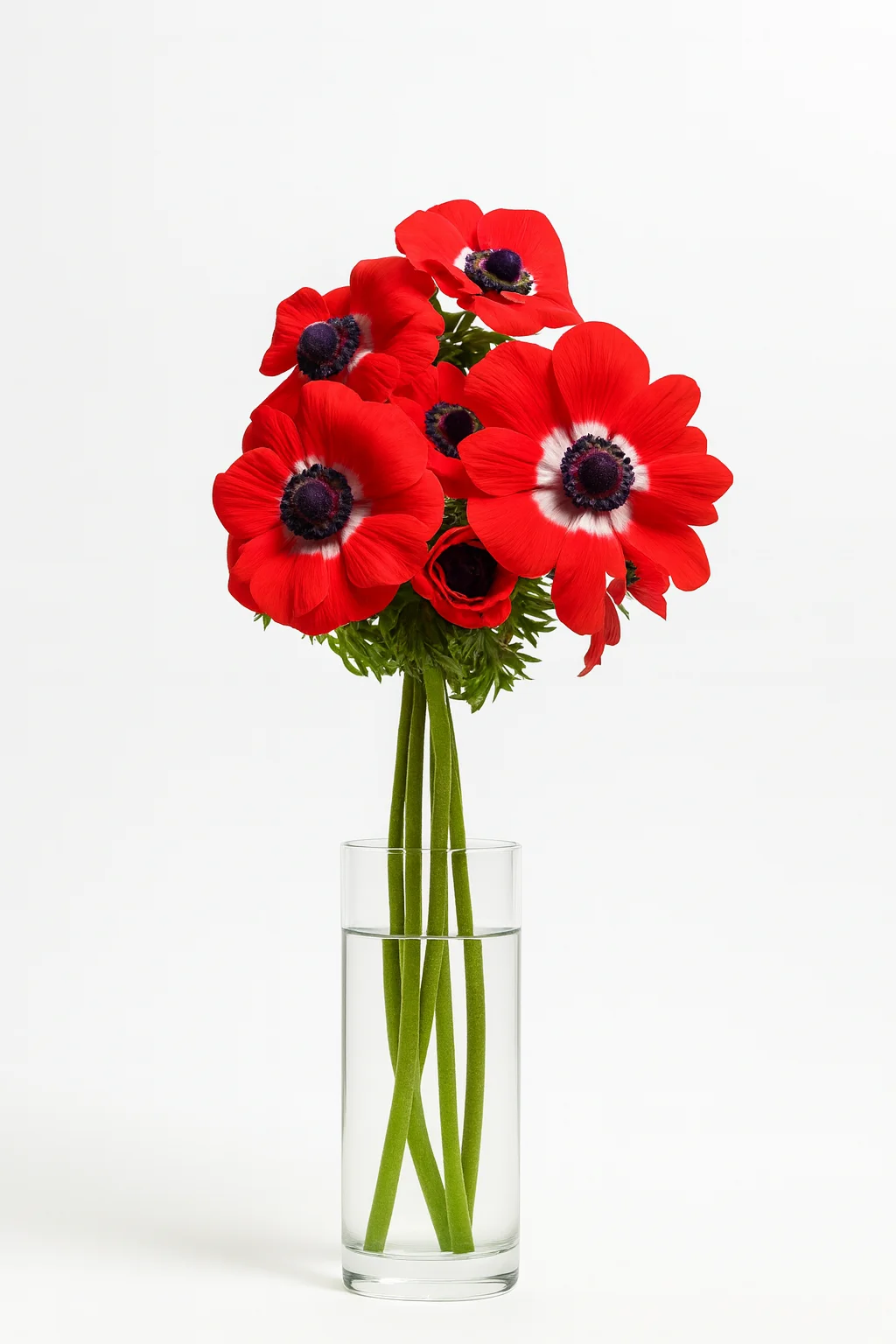 Anemones — white, purple, pink varieties