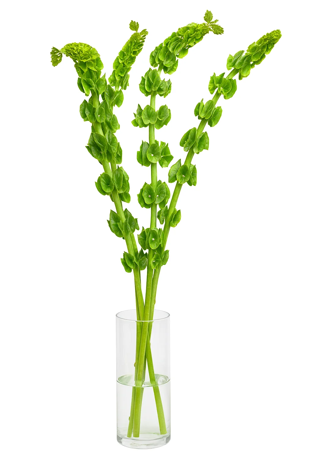 Willow Greens - Bulk foliage