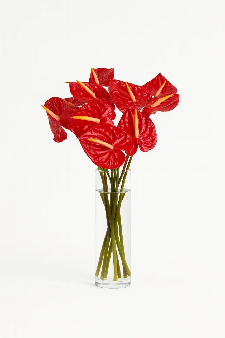 Anthurium Assorted - Exotic Tropical