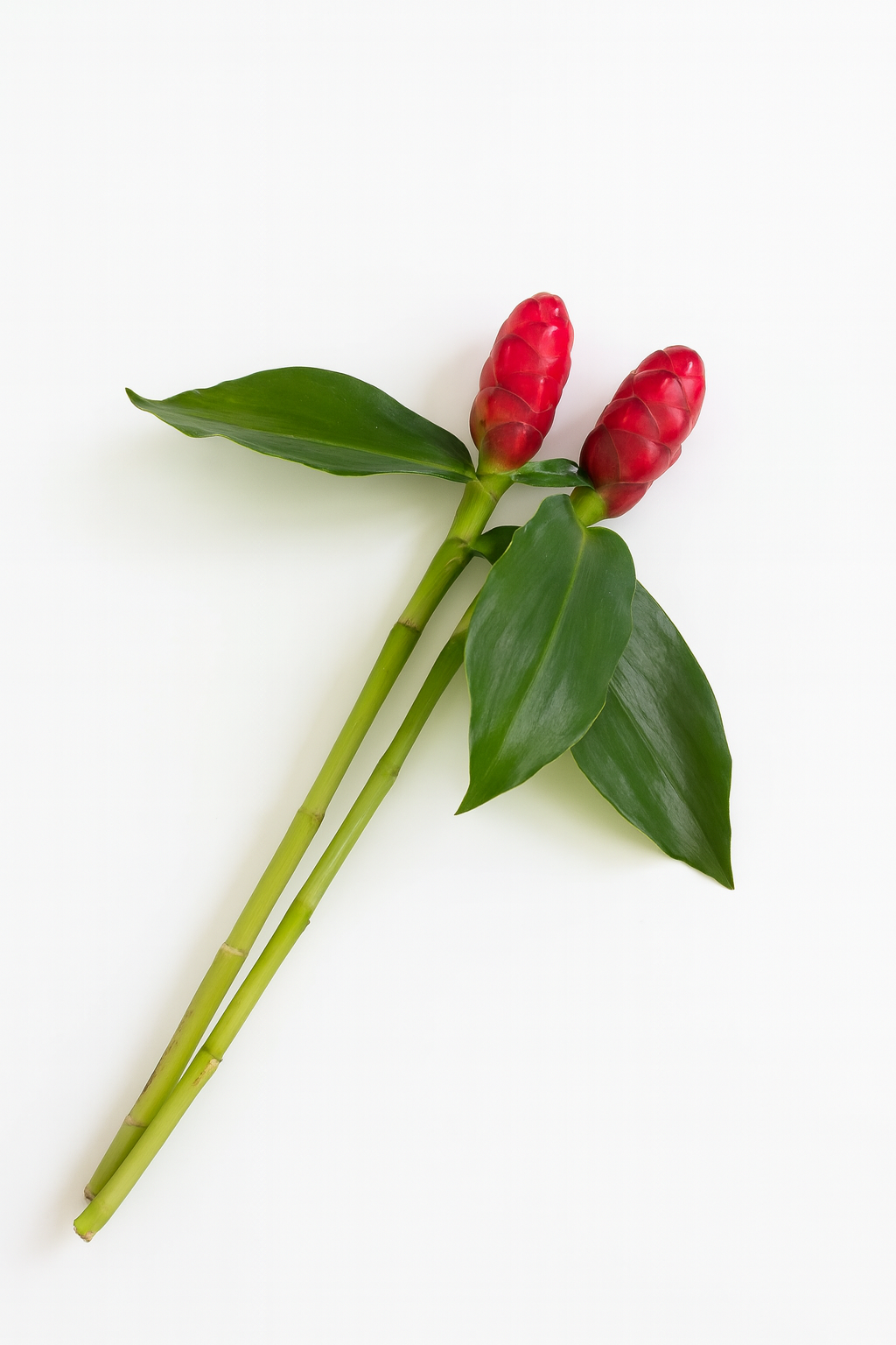 Novelties & Musas - Exotic Tropical