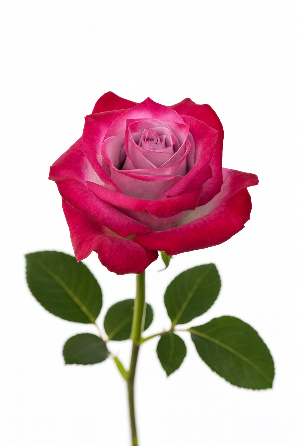 Lavender Deep Purple Rose - Premium Ecoroses