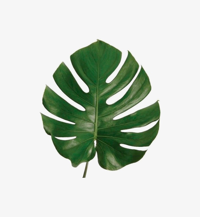 Monstera - Iconic Leaf Foliage