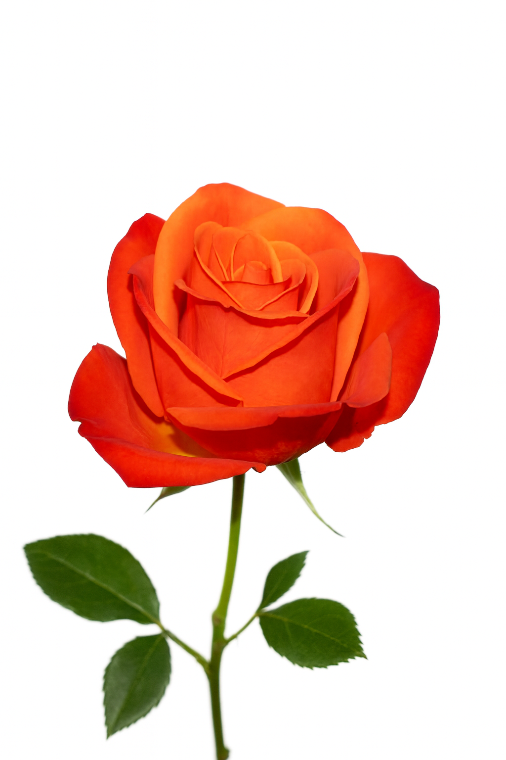 Orange Crush Rose - Premium Ecoroses