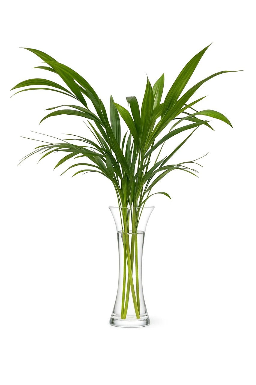 Palm Areca - Foliage