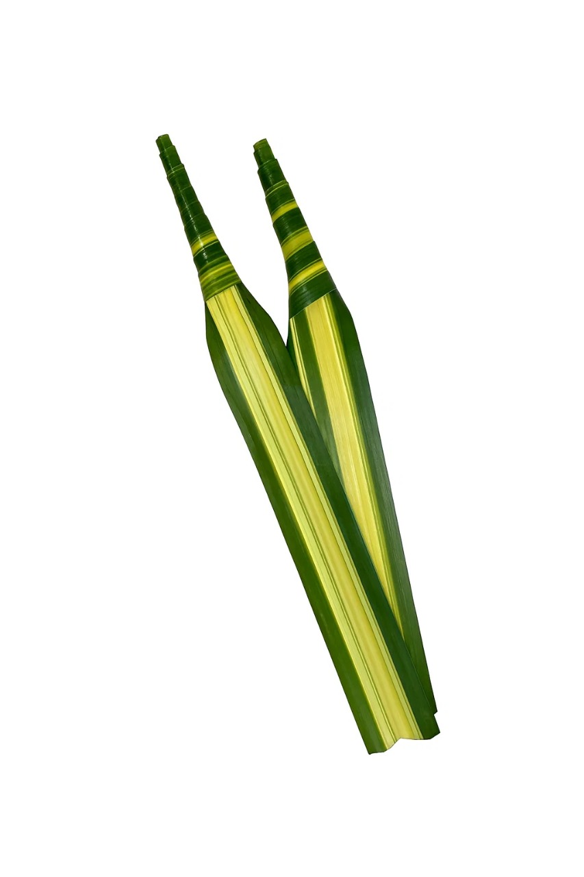 Pandanus Green & Variegated - Foliage