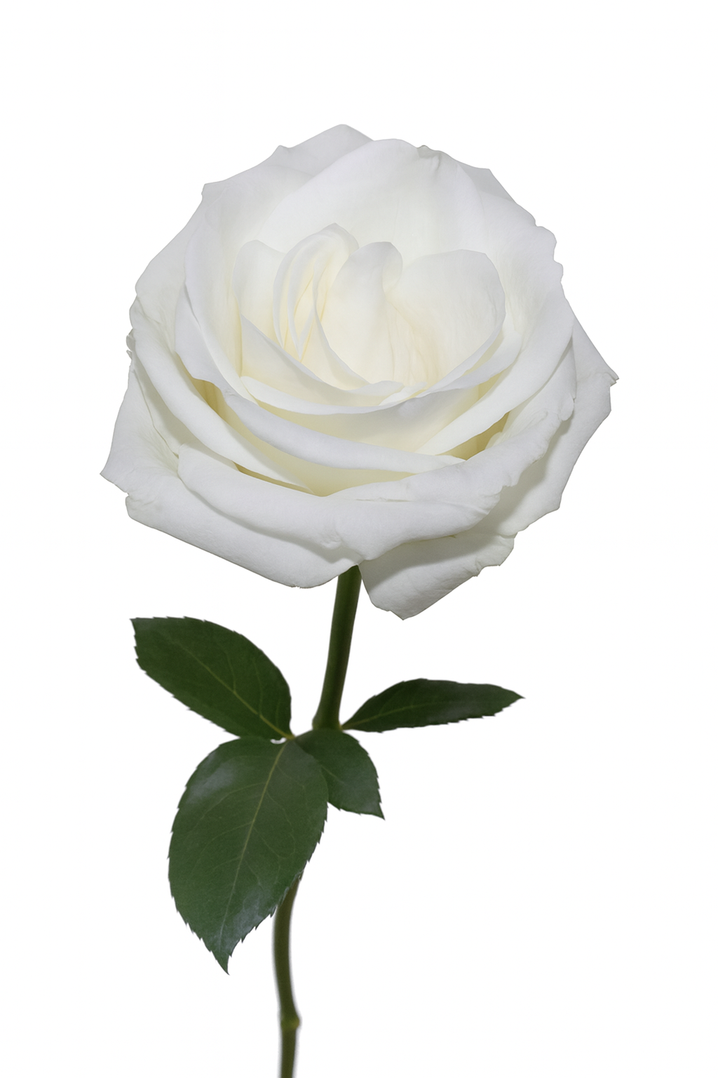 White Tibet Rose - Premium Ecoroses